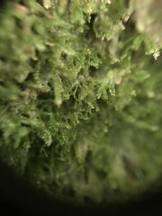 Dacryophyllum falcifolium