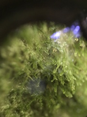 Dacryophyllum falcifolium