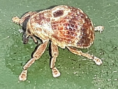 Cryptoplini