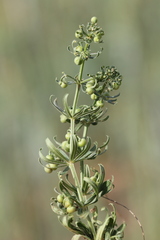 Galium tricornutum