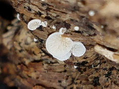 Clitopilus hobsonii