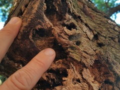 Clitopilus hobsonii