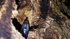 Clitopilus hobsonii