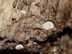 Clitopilus hobsonii