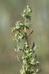 Galium tricornutum