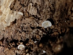Clitopilus hobsonii
