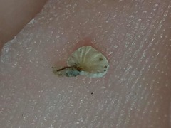 Clitopilus hobsonii