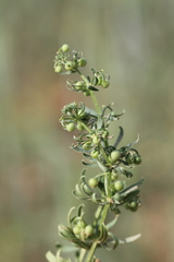 Galium tricornutum