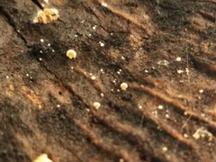 Clitopilus hobsonii