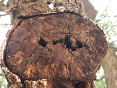 Clitopilus hobsonii
