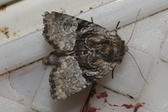 Meropleon diversicolor