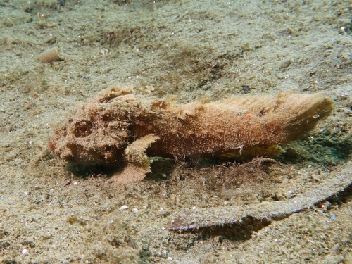 Japanese velvetfish (Paraploactis kagoshimensis) — Aploactinidae — 2