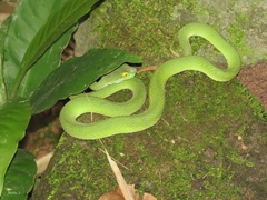 Trimeresurus macrops