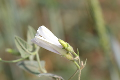 Convolvulus betonicifolius