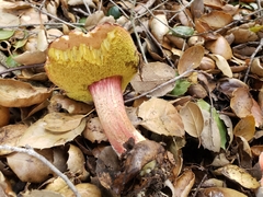 Xerocomellus atropurpureus