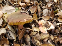 Xerocomellus atropurpureus