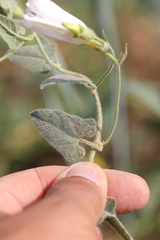 Convolvulus betonicifolius