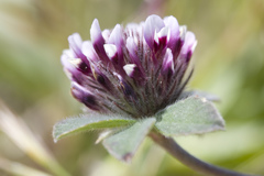 Trifolium macraei
