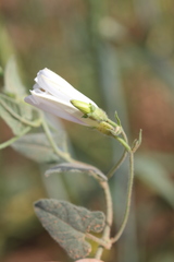 Convolvulus betonicifolius