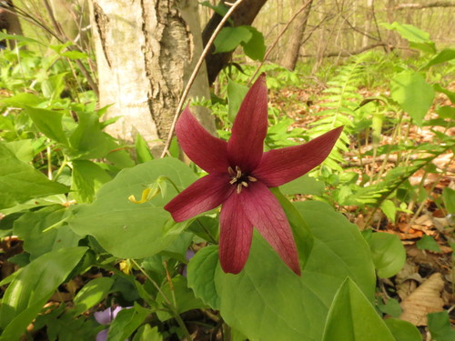 Trillium erectum
