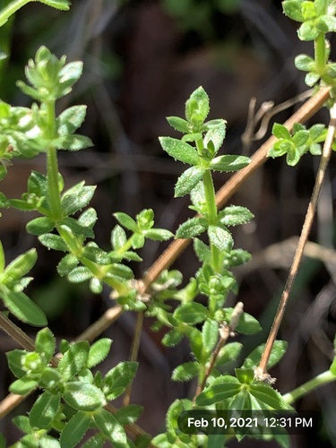 Climbing Bedstraw foliage