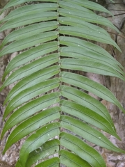 Cyclopeltis semicordata image