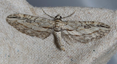 Eupithecia acutipennis