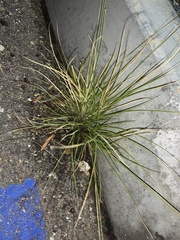 Nassella leucotricha