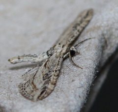 Eupithecia acutipennis