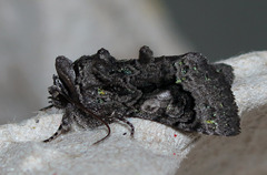 Behrensia conchiformis