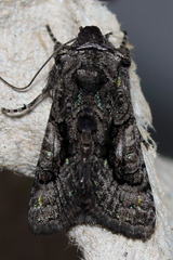 Behrensia conchiformis