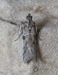 Laetilia dilatifasciella