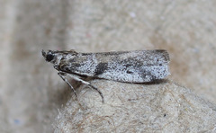 Laetilia dilatifasciella