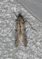 Laetilia dilatifasciella