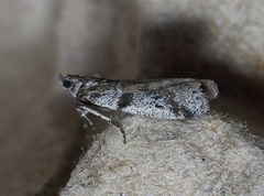Laetilia dilatifasciella