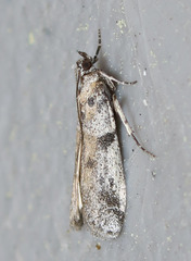 Laetilia dilatifasciella