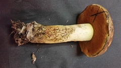 Suillellus hypocarycinus