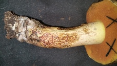 Suillellus hypocarycinus