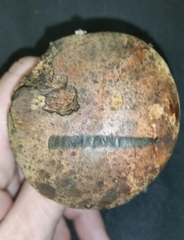 Suillellus hypocarycinus