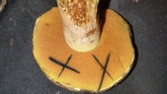 Suillellus hypocarycinus