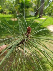 Pinus tecunumanii