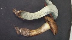 Suillellus hypocarycinus