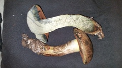 Suillellus hypocarycinus