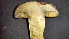 Suillellus hypocarycinus