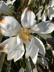 Magnolia doltsopa