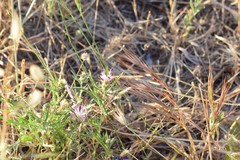 Centaurea calcitrapa calcitrapa
