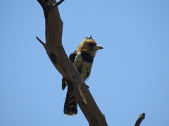 Trachyphonus vaillantii vaillantii