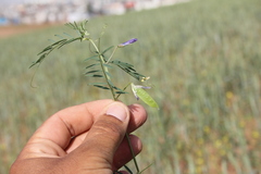 Vicia cappadocica