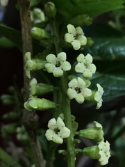 Citharexylum sulcatum