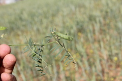 Vicia cappadocica